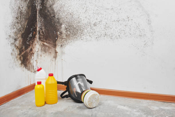 Best Residential Mold Removal  in Singac, NJ