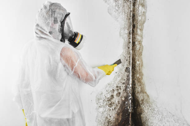 Best Black Mold Removal  in Singac, NJ