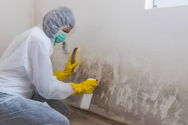 Best Certified Mold Removal  in Singac, NJ