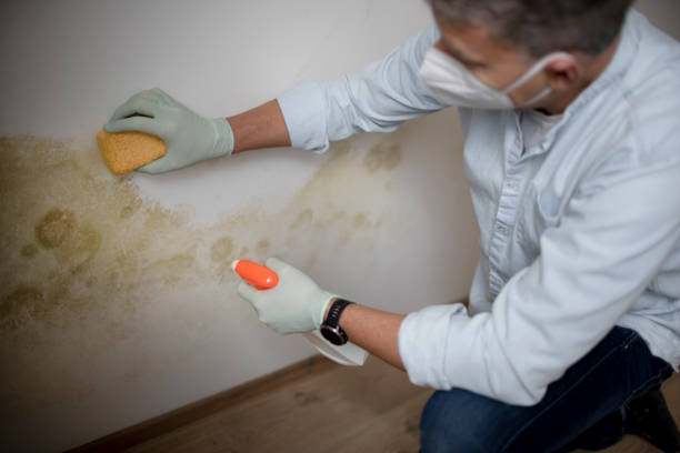 Best Local Mold Removal Service  in Singac, NJ